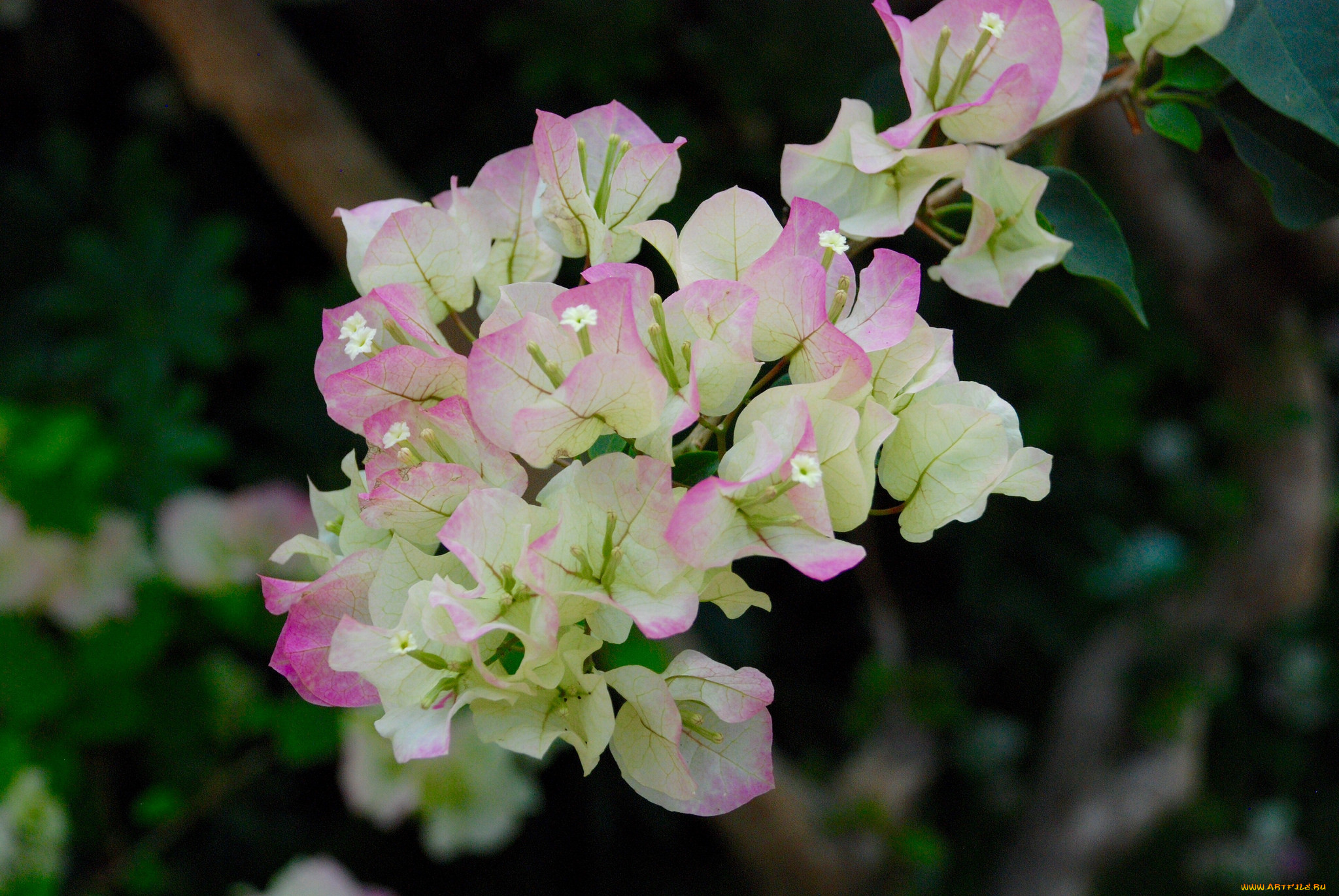 Фото бугенвиллия double pink